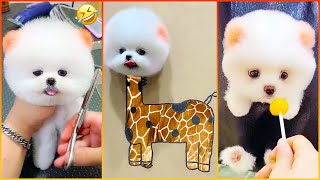 The Most Lovable Pomeranian Puppies Ever 🐾 Chó Phốc Sóc Mini Đáng Yêu Nhất Thế Giới 😍 #601