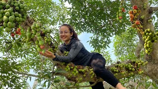 harvest duck eggs and figs to sell at market