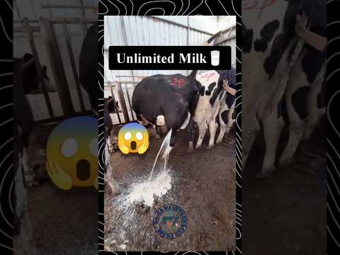 Unlimited Milk 🍼 या फोड़ा #cow #cowtreatment #cattle #farming #goat #farm #shorts #viralvideo