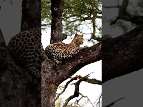 lion stalking leopard in tree