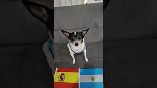 Spain vs Argentina #worldcup #worldcup2026 #soccerpredictions #finals #dog #spain #argentina