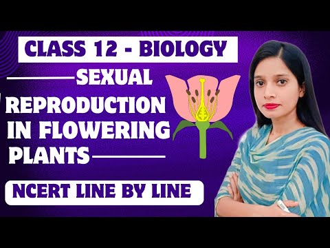 Sexual reproduction in flowering plants || NCERT || CLASS-12 Part -2 #neet2025