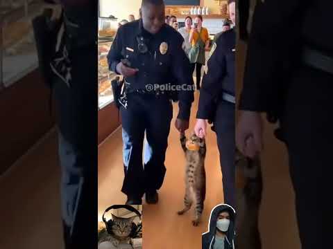 that cat really love bread 🤣🐱🥖 | Real Body Cam Footage #animalshorts #funny #shorts