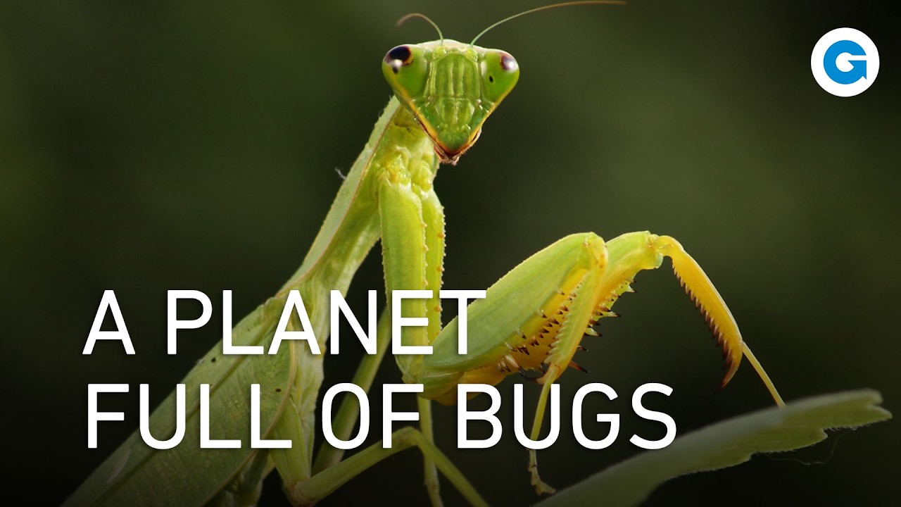 1. 4 billion insects per person: Let’s take a look at them, up close!