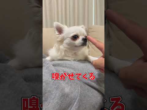 飼い主のやることは理解できない事ばかり#チワワ #あるある #犬のいる生活