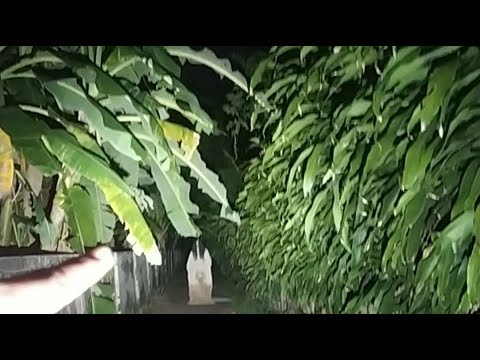 KUNTILANAK SERAM