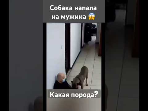 Собака напала на мужика 😱 #pitbull #dog #amstaffinit #амстафф #собака #собаки