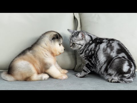 Alaskan Malamute Puppy Meets His First Cat!