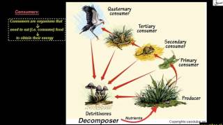 Processes in Ecosystem and Interaction Between Biotic  Components