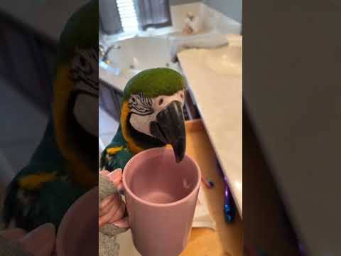 #funny #funnyanimals #funnyanimalvideos #funnyvideo #funnyshorts #funnyparrot #parrot #trynottolaugh