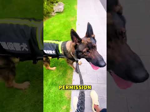 Sniffing Out the Lost Ring 🐕 #shortvideo
