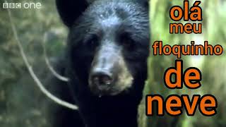 DUBLAGEM de ANIMAIS ENGRAÇADOS | ANIMAIS FALANTES