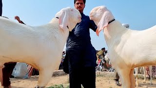 گوٹ فارمنگ مکھی چینی بکرے پاکستان کا سب سے بڑا بکرا 03496789033 ڈیرہ غازی خان
