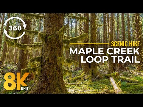 8K Maple Creek Loop Trail - 360˚ Virtual Scenic Hike in Autumn Forest - Fall Colors & Nature Sounds