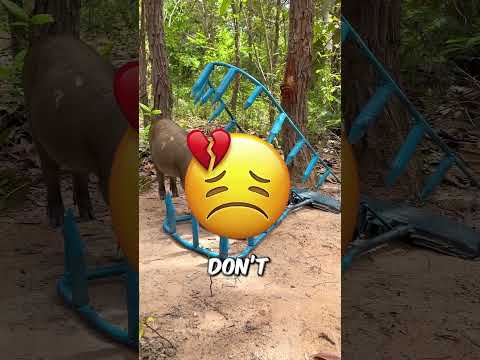 This pig trap is massive😮