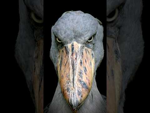 Scariest Bird Ever 😱