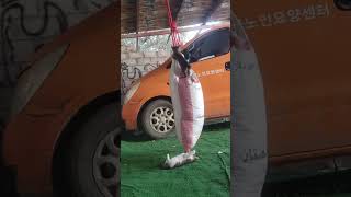هذه القطه الي اسقيتها قعدت عندي و جابت عيال هاهم يلعبون  