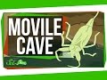 Exploring the Mysteries of Movile Cave