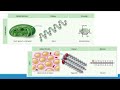 Enzymes and Organic Compounds