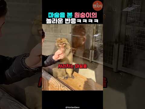 원숭이 앞에서 마술을 보여주자 벌어진 일