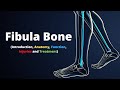 Fibula Bone Functions and Injuries