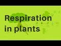 Understanding Plant Respiration and Photosynthesis