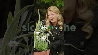 Perfectly Styling Potting Plants  🪴 #GreatHomeIdeas #Shorts #Gardening
