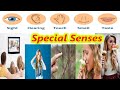Human Skin and Sensory Functions