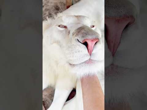 Just big cat 🐱 🥰#cat #cute #funny #foryoupage #fyp