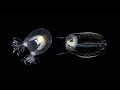 Exploring the Unknown: A Journey into Marine Biology and Beyond