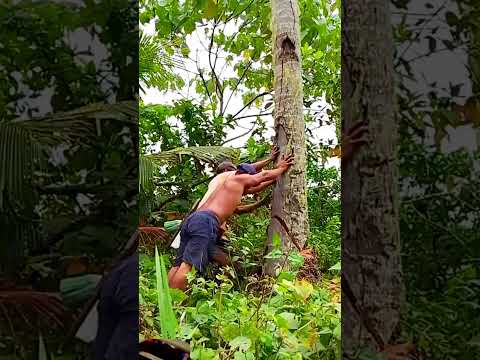 ഒരു നിലവിളി ശബ്ദം ആരെങ്കിലും കേട്ടോ 😄😄#kerala #automobile #forestfarming #travel #loading