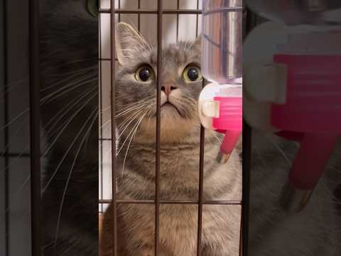 【前編】初めてカツオのおやつを食べた短足猫の反応が...#猫 #マンチカン #shorts