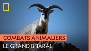 Le duel au sommet des grands bharals