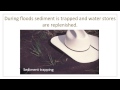 Riparian Areas and River Management