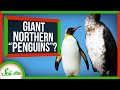 Penguins and Plotopterids: A Dive into Evolution