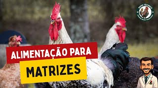 Ração certa para Galinha Balão: Erros que podem CUSTAR CARO!