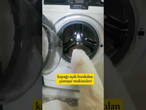 kedinin ölümüne sebep olan şeyler