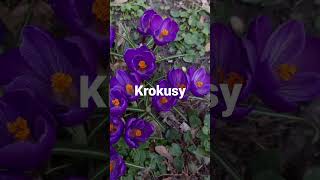 Krokusy. #krokus #wiosna2023