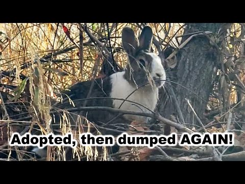 Pet bunny is thrown in the woods after being adopted at the shelter 💔💔 Heartbreaking story 💔