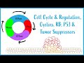 Cell Cycle Dynamics and Tumor Suppressor Mechanisms