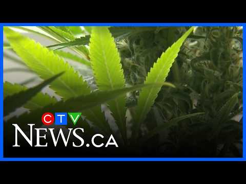 YouTube video thumbnail: Analysis of Recreational Cannabis use for Mental Health Conditions