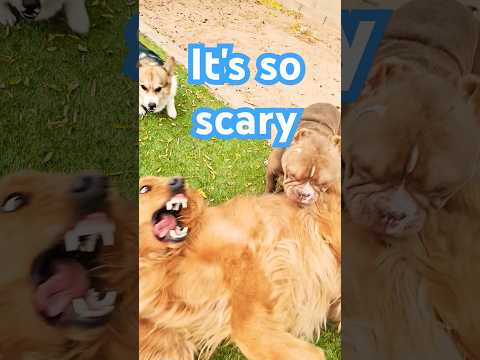 What are you doing #like #puppy #goldenretriever #americanbully #shorts #youtube #pets #love #live