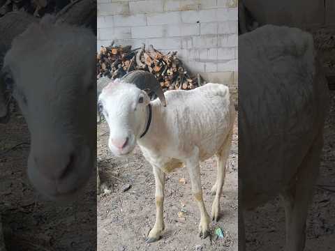 qurban hewan kesayangan #lucu #comedy #ngakak