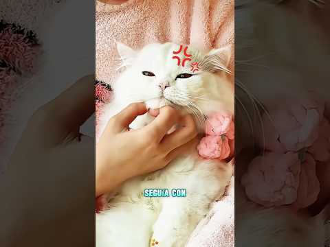 ¿Qué gato es el más inteligente?#funnyshorts #pets #cute #love