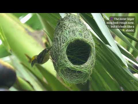 The Sky Architect: Designing a Nest 🐦🪹 #bayaweaver #nest #nestbuilding #nature #birdlife