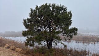 chincoteague island