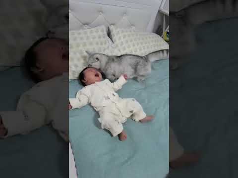 At the point when the human child is crying, the cat  simply cuddles dependent her and solaces her