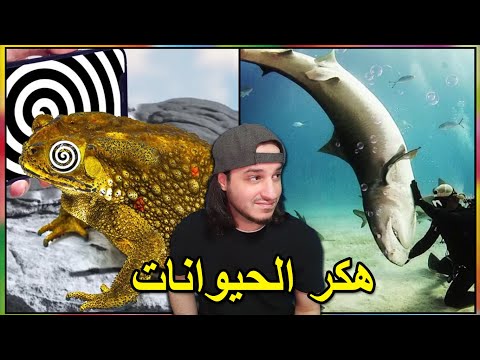 كيف تهكر الحيوانات و تسيطر عليهم 🐸🐔