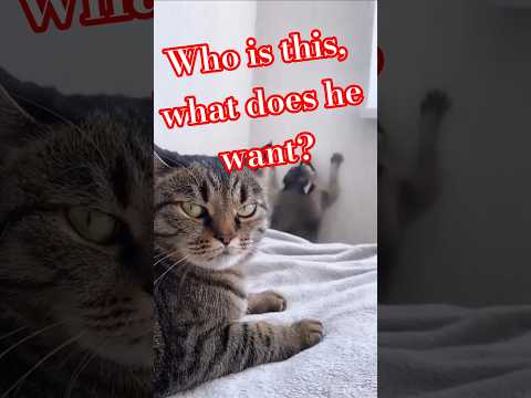 Обьясните Кто это🙀? Что тут происходит😾? #видосыоткота #funny #cat #shortsvideo