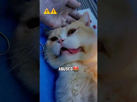 🤬My VEGAN Grandma hurted my CAT🥦🤧. Sad Cat Story😭 #shorts #pets #cat
